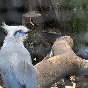 Crested coua