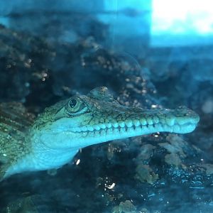 Baby Johnson’s crocodiles