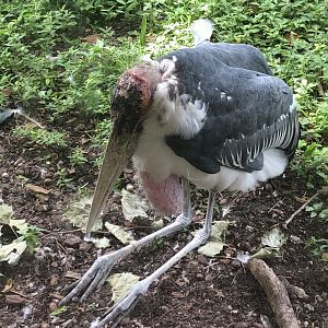 Marabou stork