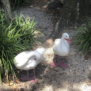 Coscoroba swan