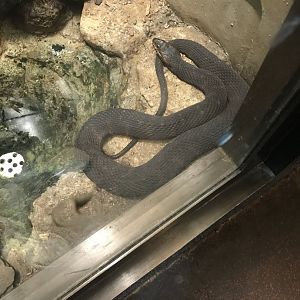 Northern water snake