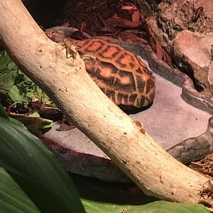 Flat-tailed spider tortoise