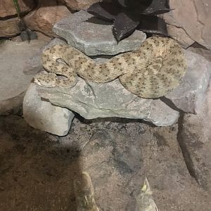 Panamint rattlesnake