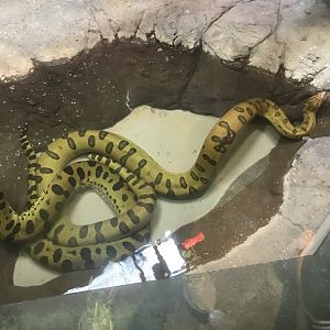 Green anaconda