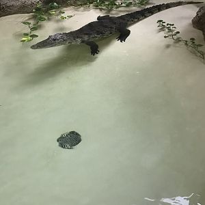 West African crocodile