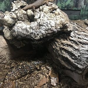 Shingleback skink/Hosmer’s skink exhibit