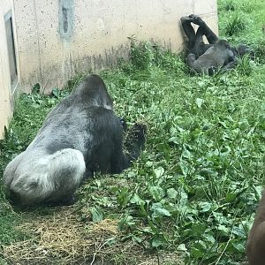 Western lowland gorilla