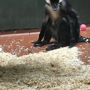 Storm the Red-capped mangabey