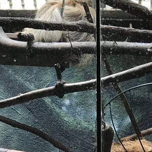 Argyle the two-toed sloth