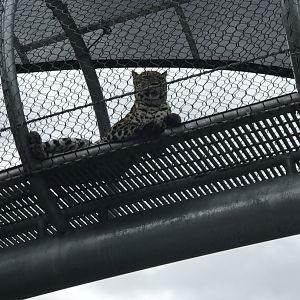 Kira the Amur leopard