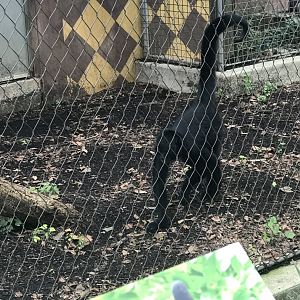 Black-headed spider monkey