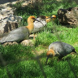 Theristicus melanopis