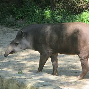 South american tapir