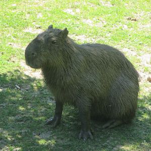 Capybara