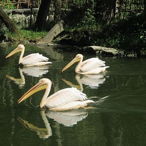 Pelecanus onocrotalus