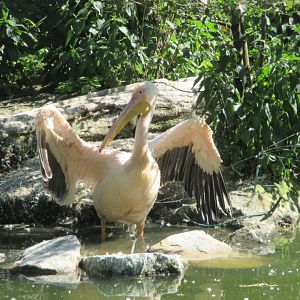 Pelecanus onocrotalus