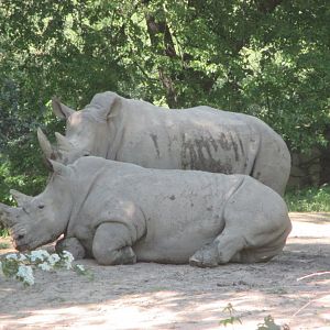 Southern white rhinos