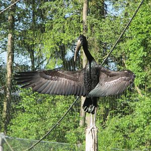 Anastomus lamelligerus