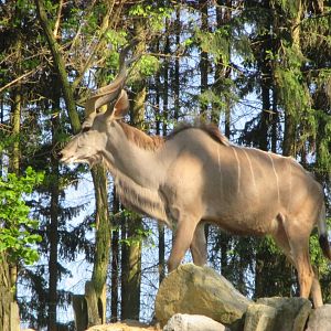 Greater kudu, male