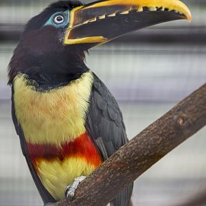 chestnut-eared aracari