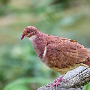 ruddy quail dove