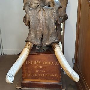 Asian Elephant Skull, Wollaton Hall NHM, 19th July 2021