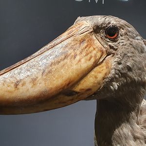 Shoebill Taxidermy, Wollaton Hall NHM, 19th July 2021