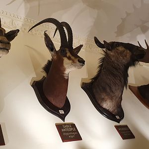 Mounted Heads, Wollaton Hall NHM, 19th July 2021