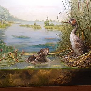 Great Crested Grebe Diorama, Wollaton Hall NHM, 19th July 2021
