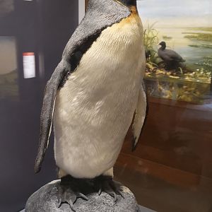 King Penguin Taxidermy, Wollaton Hall NHM, 19th July 2021