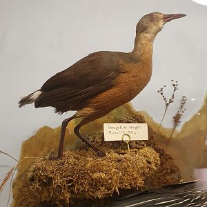 Rouget's Rail Taxidermy, Wollaton Hall NHM, 19th July 2021