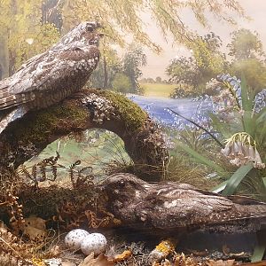 European Nightjar Diorama, Wollaton Hall NHM, 19th July 2021