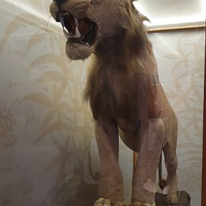 Asian Lion Taxidermy, Wollaton Hall NHM, 19th July 2021