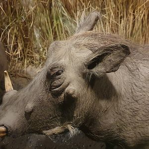 Warthog Taxidermy, Wollaton Hall NHM, 19th July 2021