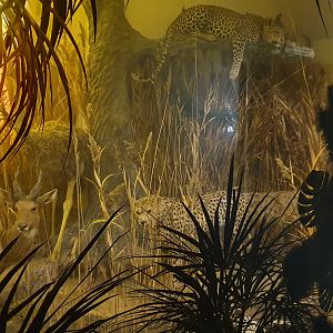 African Diorama, Wollaton Hall NHM, 19th July 2021