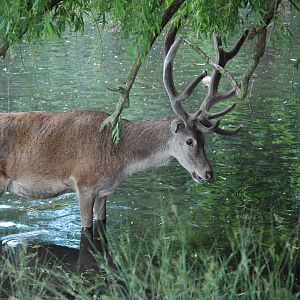 Red Deer, Wollaton Hall Deer Park, 19th July 2021
