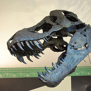 Tyrannosaurus rex specimen 'Titus', Wollaton Hall NHM, 19th July 2021
