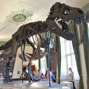Tyrannosaurus rex specimen 'Titus', Wollaton Hall NHM, 19th July 2021
