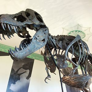 Tyrannosaurus rex specimen 'Titus', Wollaton Hall NHM, 19th July 2021