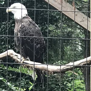 Bald eagle