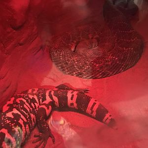 Gila monster and western diamondback rattlesnake
