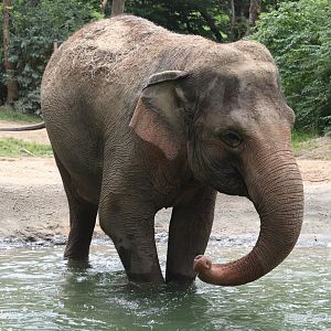 Elephant Reserve - Asian Elephant