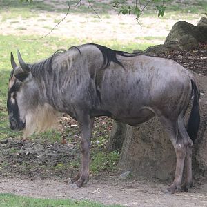 Africa - White-Bearded Wildebeest