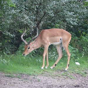 Africa - Impala