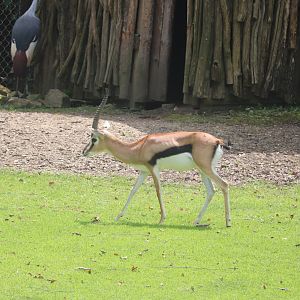 Africa - Thomson's Gazelle