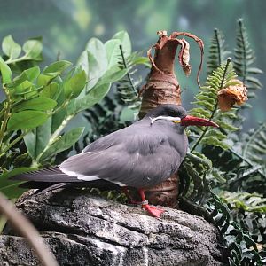 Wings of The World - Inca Tern