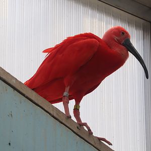 Wings of The World - Scarlet Ibis