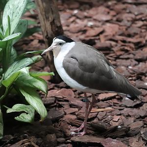 Wings of The World - Masked Lapwing