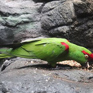 Wings of The World - Thick-Billed Parrot