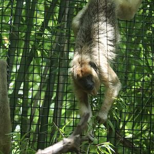 Jungle Trails - Black Howler Monkey
